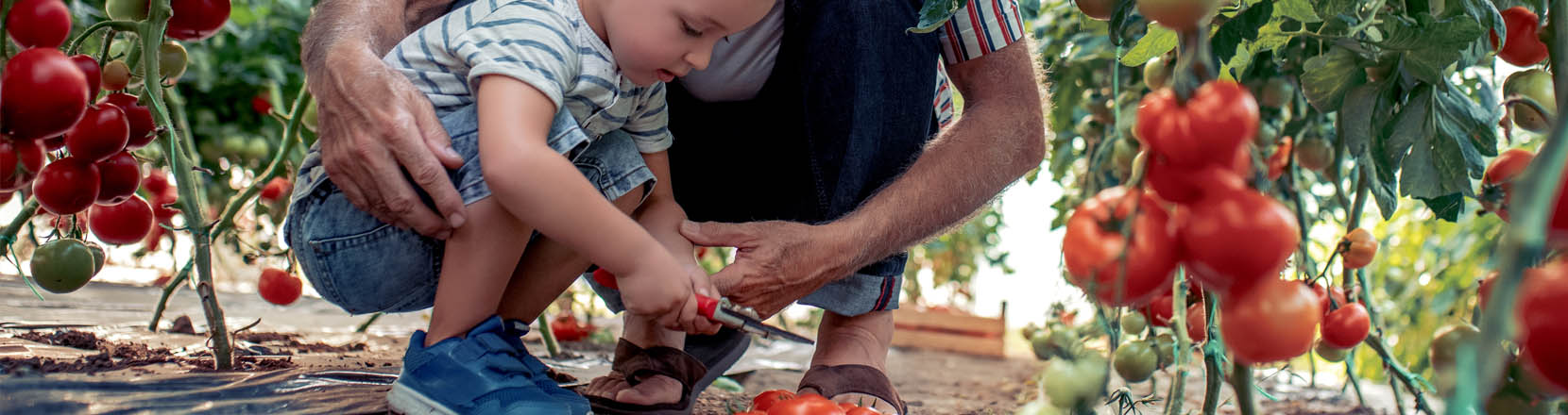 Fai da mediatore: il nonno sta vicino al nipote mentre usa forbici da giardiniere (cesoie)